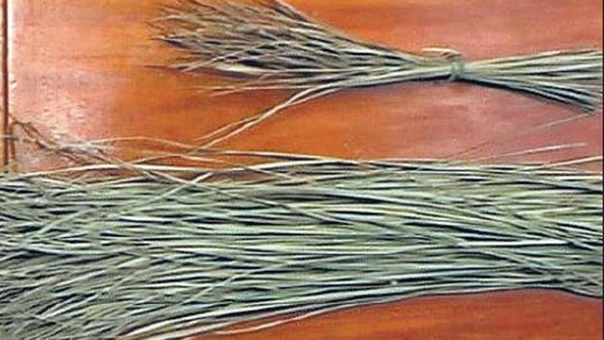 ‘Darbha’ grass, a natural preservative The Hindu